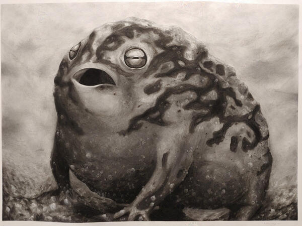 Charcoal animal drawing assignment for a drawing I class last semester, I also used ink wash to darken and smooth parts of the frog, and white acrylic paint to highlight the grains of sand.