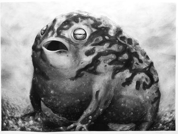 Charcoal animal drawing assignment for a drawing I class last semester, I also used ink wash to darken and smooth parts of the frog, and white acrylic paint to highlight the grains of sand.